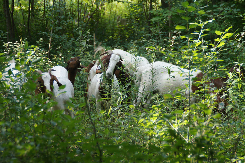 Gores WMA Landbridge Ecological