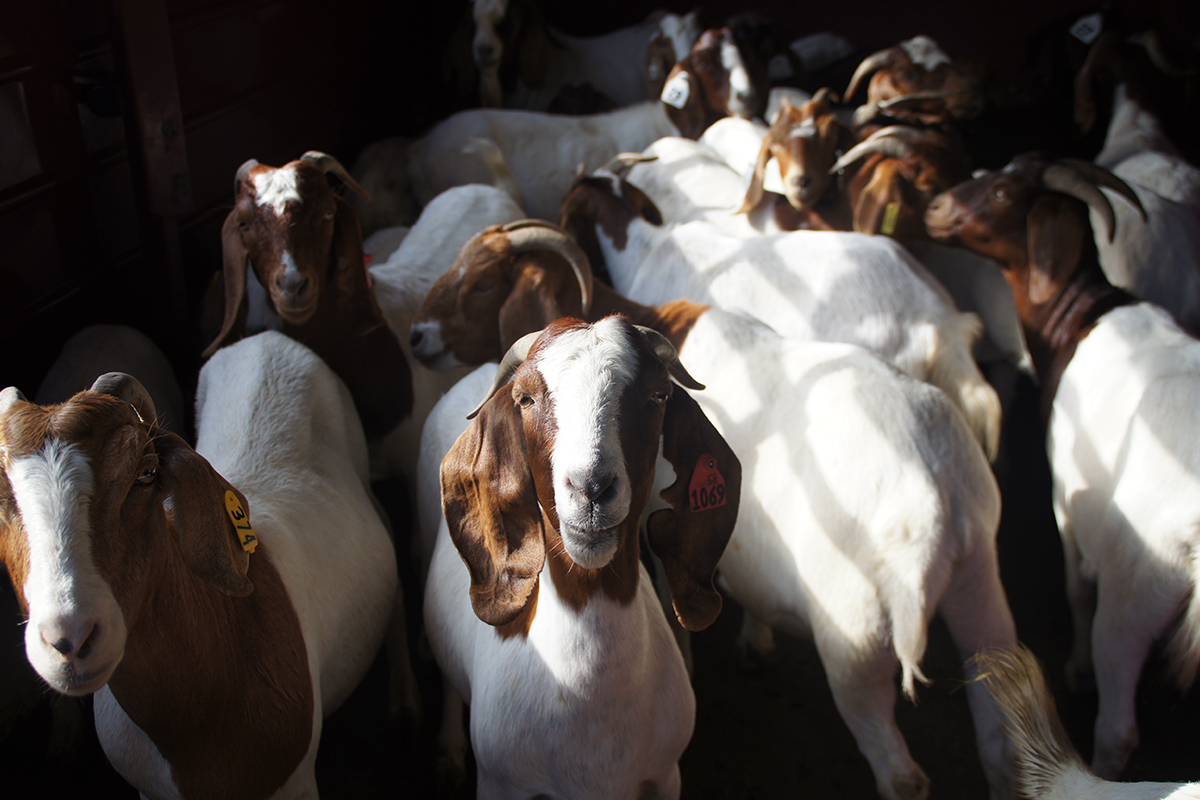 Gores WMA Landbridge Ecological