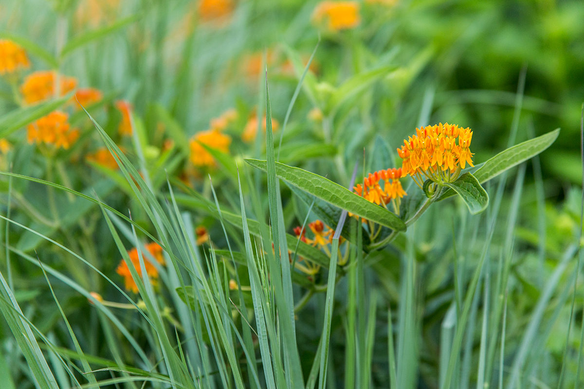 Butterfly weed plant blooming amongst prairie grass.