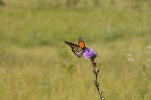 A monarch butterfly gathers nectar from a meadow blazing star plant in a prairie restoration.