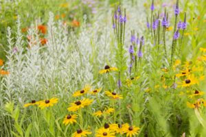 A mixture of different prairie flowers