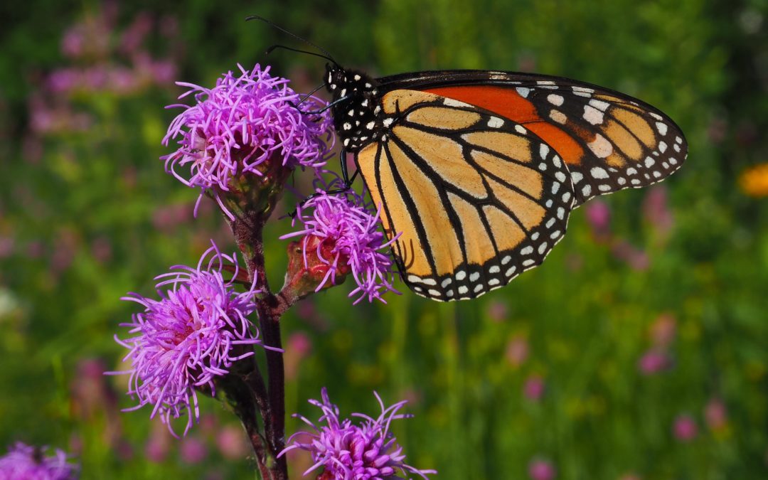 Monarch butterfly on meadow blazing star flower for blog post