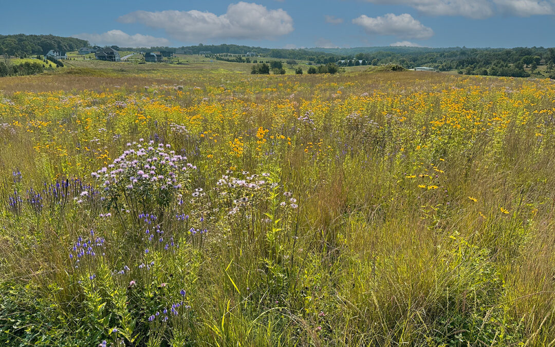 Afton Creek Preserve