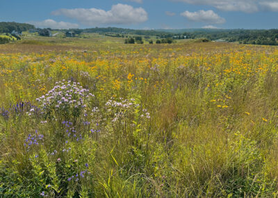 Afton Creek Preserve